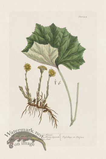 BEE 204 Colt's-foot or Foles-foot